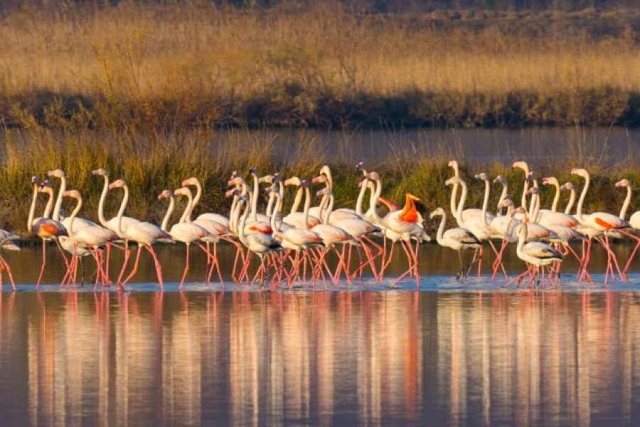 Solila Nature Reserve in Tivat – A Natural Oasis and Birdwatching Paradise